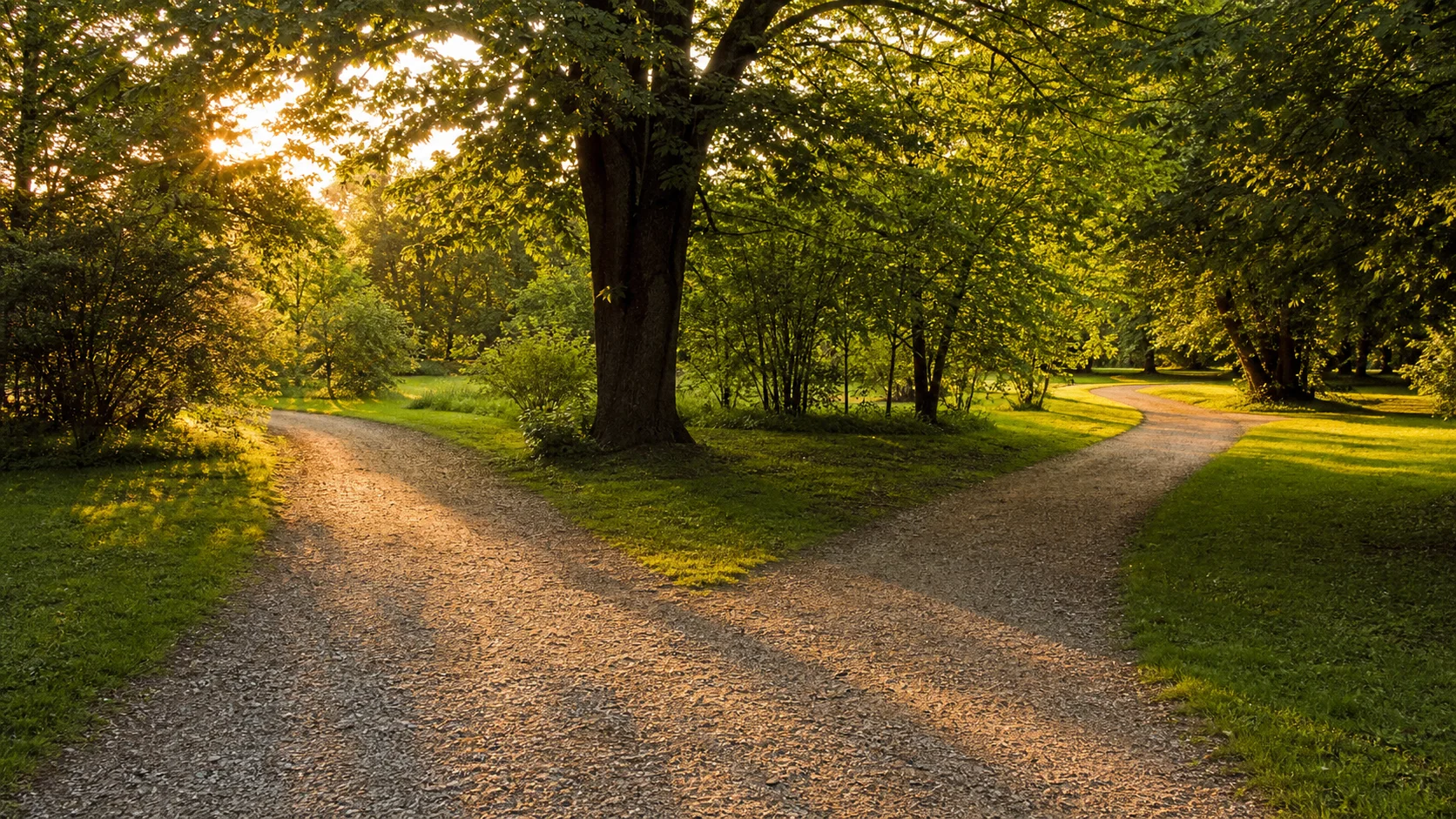 Forked walking path diverging in a sunlit park